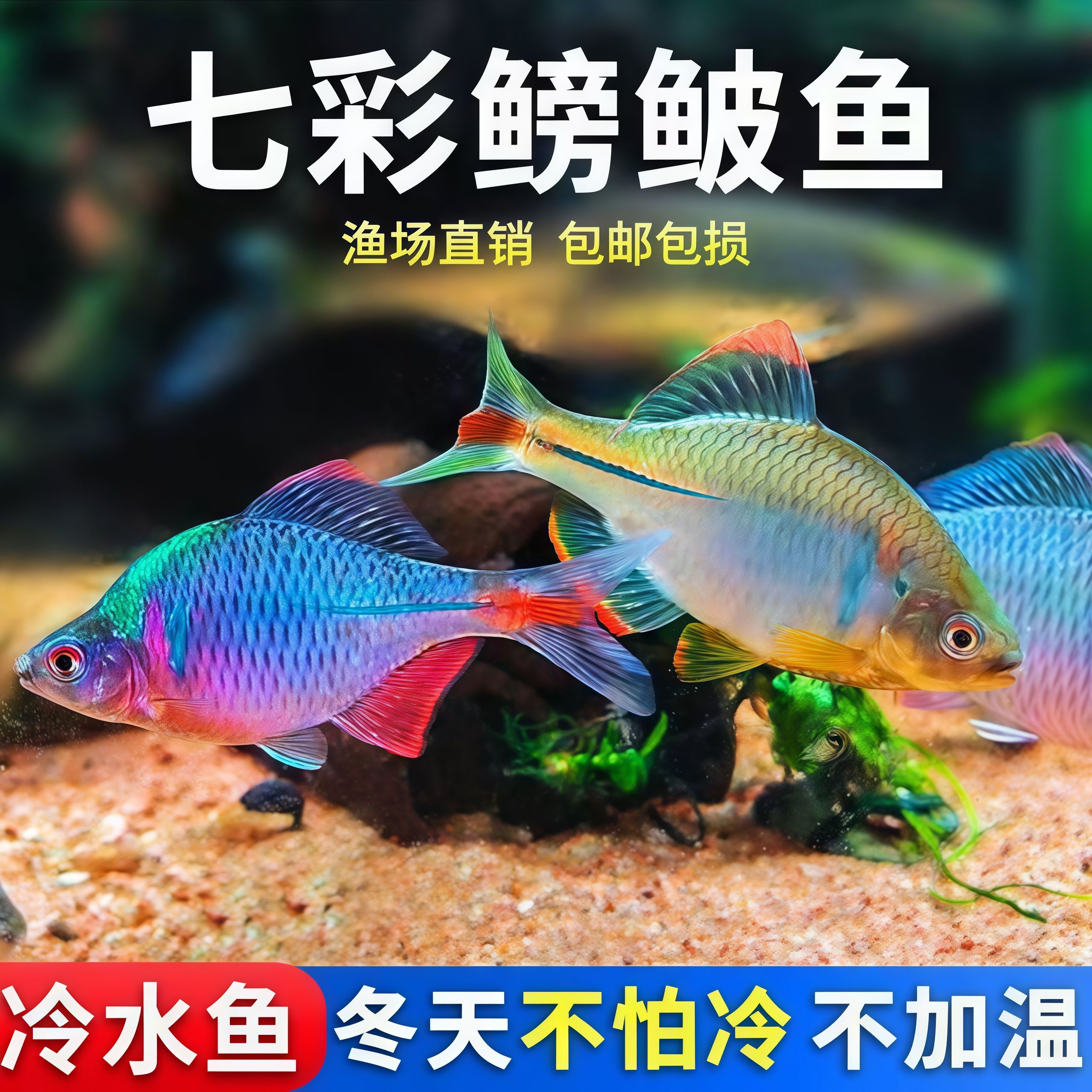 七彩鳑鲏鱼旁皮冷水鱼活体好养淡水观赏鱼原生小型鱼苗除藻群游鱼