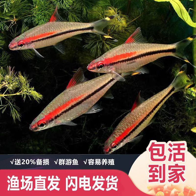 一眉道人草缸群游鱼热带观赏鱼活体好养耐活淡水新手混养中小型鱼