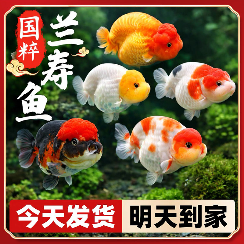 兰寿金鱼活鱼精品纯种潘氏兰寿活体观赏鱼小金鱼练手兰寿鱼小鱼苗