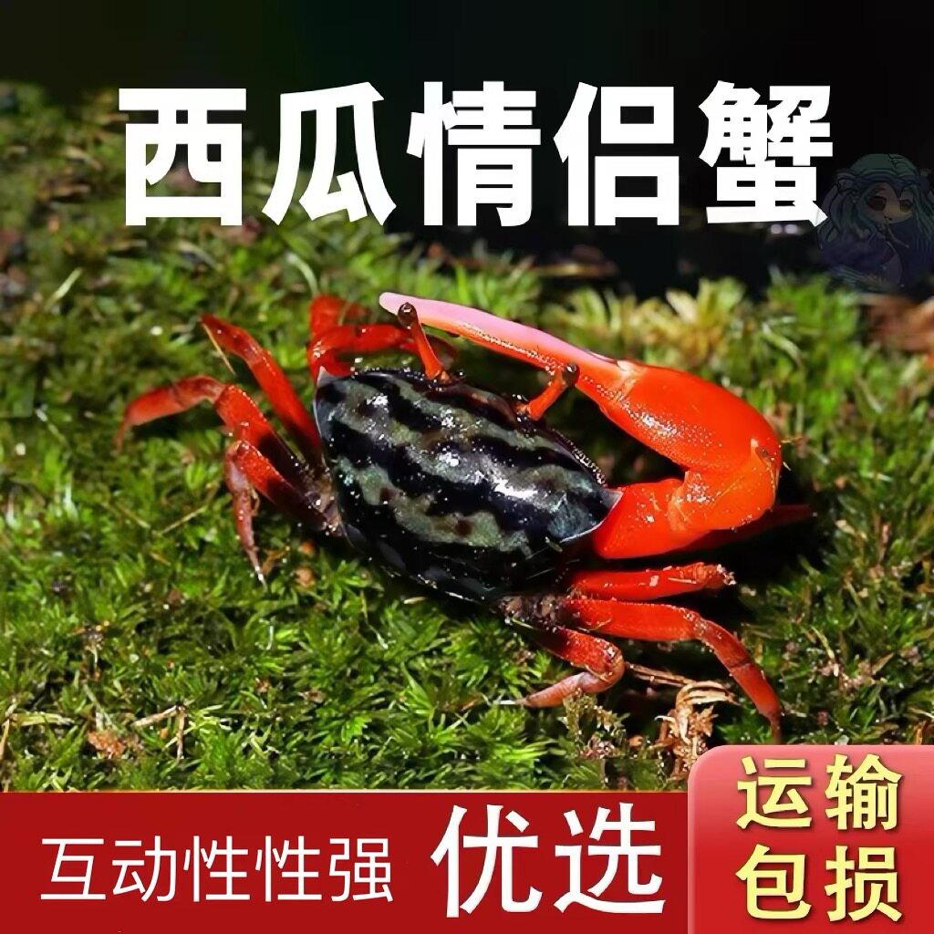 西瓜蟹情侣蟹招潮蟹桌面观赏蟹活体宠物蟹七彩小螃蟹野生网红萌宠