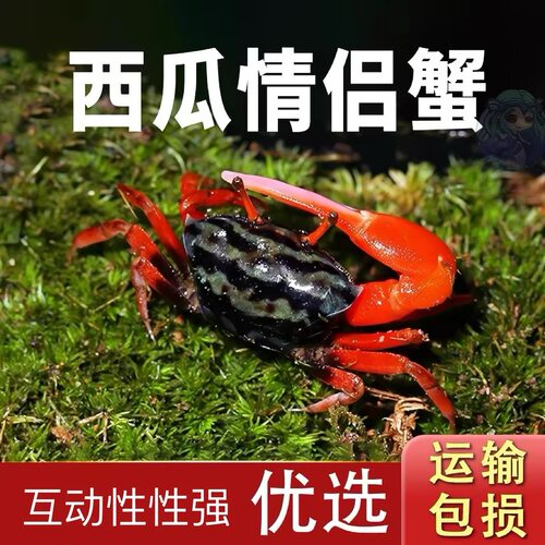 西瓜蟹情侣蟹招潮蟹桌面观赏蟹活体宠物蟹七彩小螃蟹野生网红萌宠