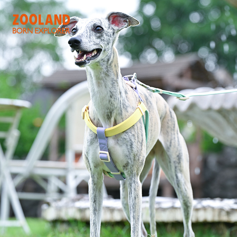 ZOOLAND宠物狗狗胸背牵引绳图片