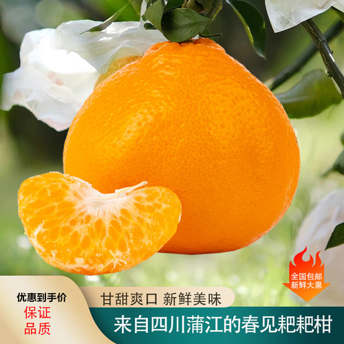四川耙耙柑常温桔子新鲜甘甜
