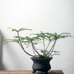 香氏 海岛小叶水横枝栀子花含陶瓷盆栽好叶下珠家居盆景 一物一拍