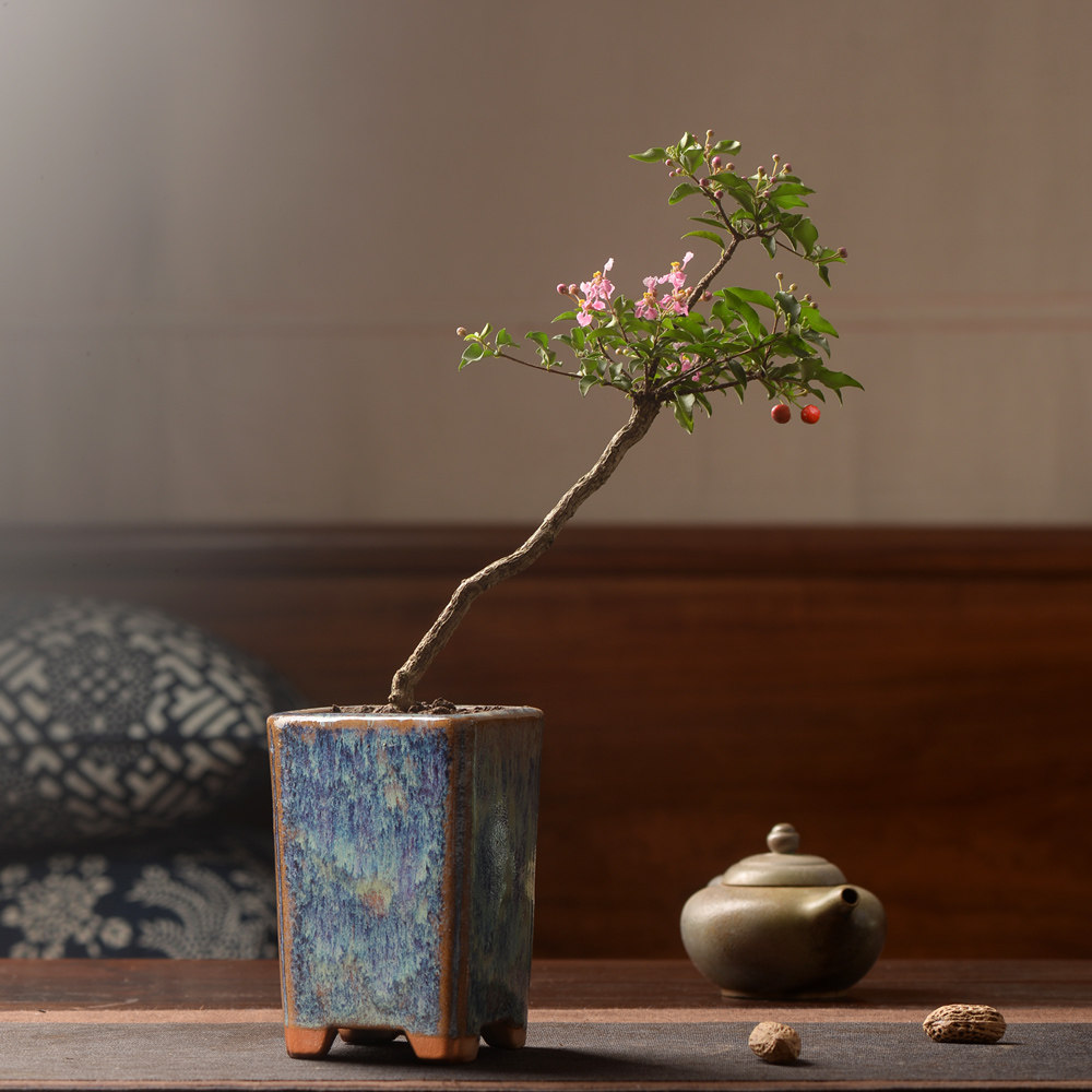 香氏 姬樱桃 台湾小李巴巴多斯樱桃盆栽日本微型盆景可选一物一拍