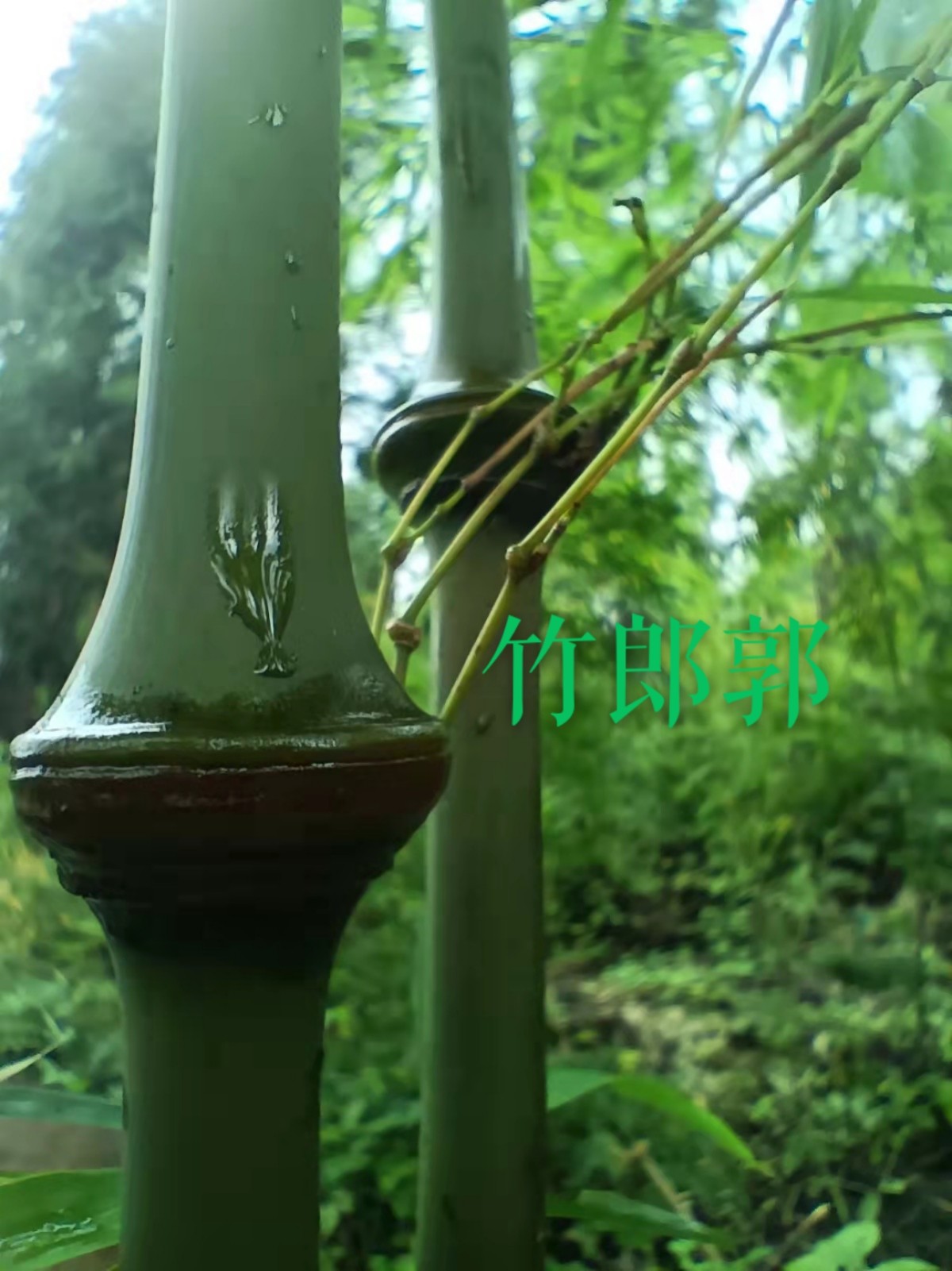 算盘珠植物,五珠算盘(第4页)_大山谷图库