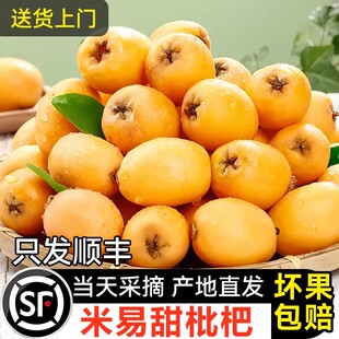 【顺丰直达】正宗五星米易甜枇杷四川攀枝花大果新鲜水果大果
