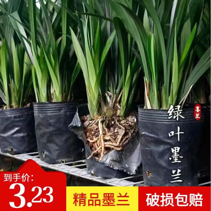 浓香型兰花墨兰企黑报岁兰