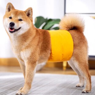 狗狗生理裤公狗专用礼貌带腰带防骚扰发情防交配内裤泰迪防乱尿布