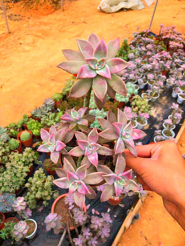 惜花阁多肉 韩彩莲多肉植物老桩悬崖室内防辐射美观多肉绿植盆栽