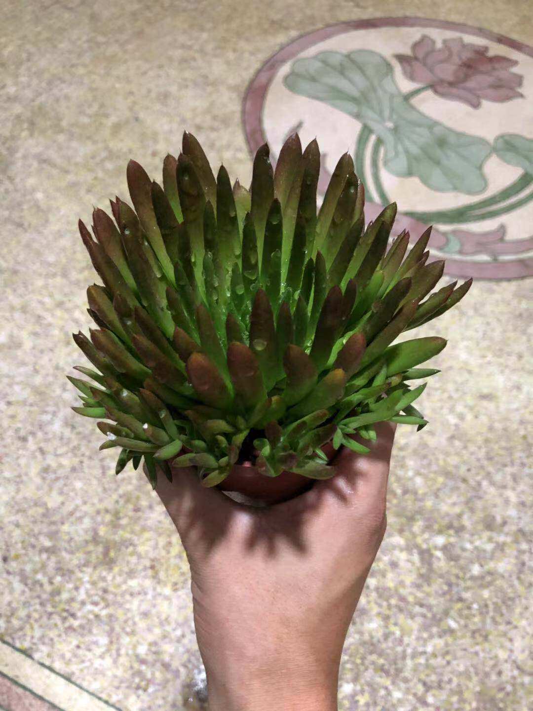 秀女瓦松 多肉 多浆植物 观赏植物 吸甲醛 净化空气 多肉盆栽