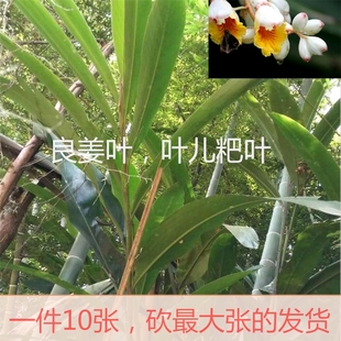 10张包邮新鲜良姜叶叶子四川宜宾特产包 鸭儿粑 猪儿粑 叶儿粑叶