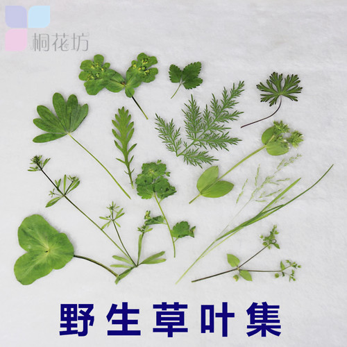 野草树叶diy创意桐花植物标本