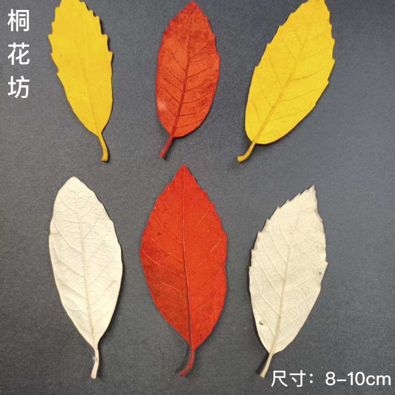 栎树叶子押花干花手工植物标本
