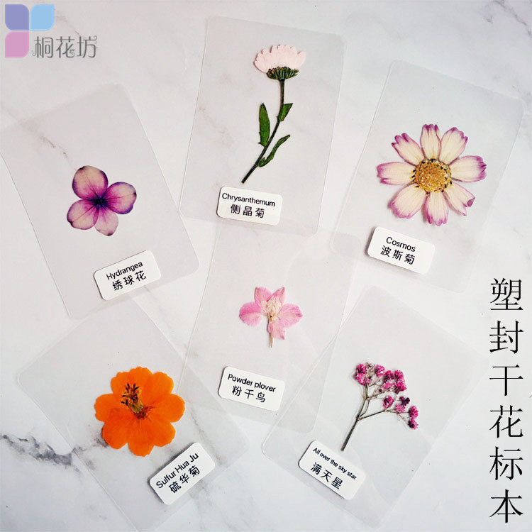 塑封干花标本树叶植物书签