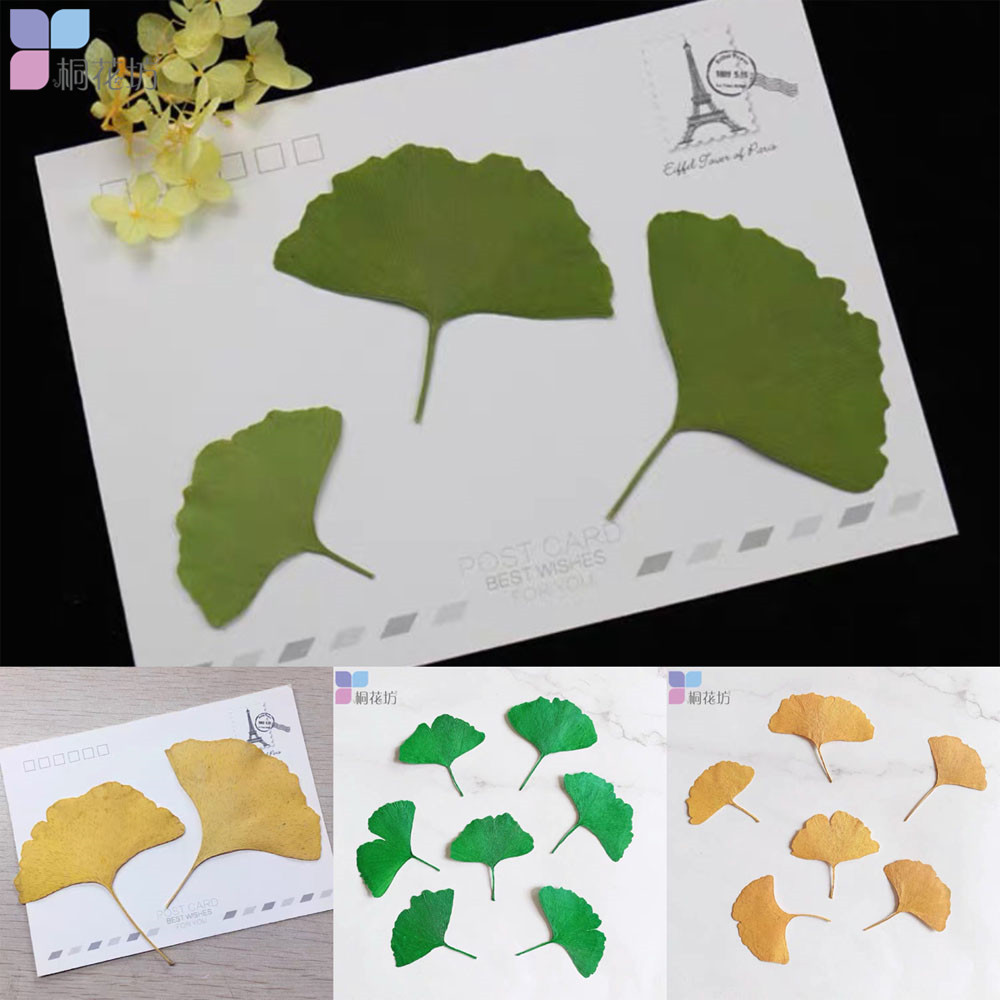 绿叶滴胶diy材料植物标本干花