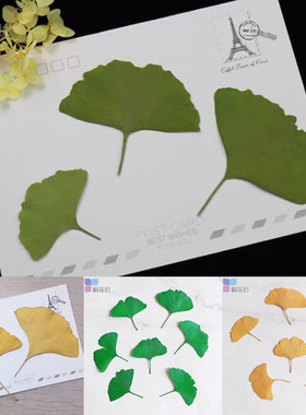 绿叶滴胶diy材料植物标本干花