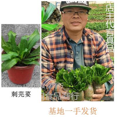 刺芫荽盆栽苗刺芹鱼生草云南香菜