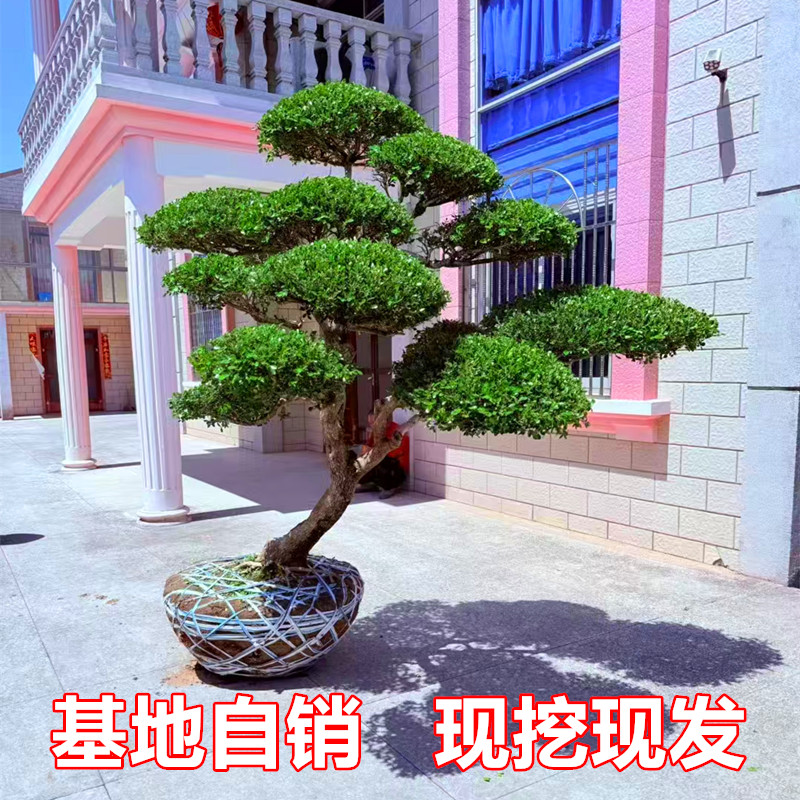 瓜子黄杨造型树雀舌庭院别墅绿化迎客松盆景四季常青小叶黄杨树苗
