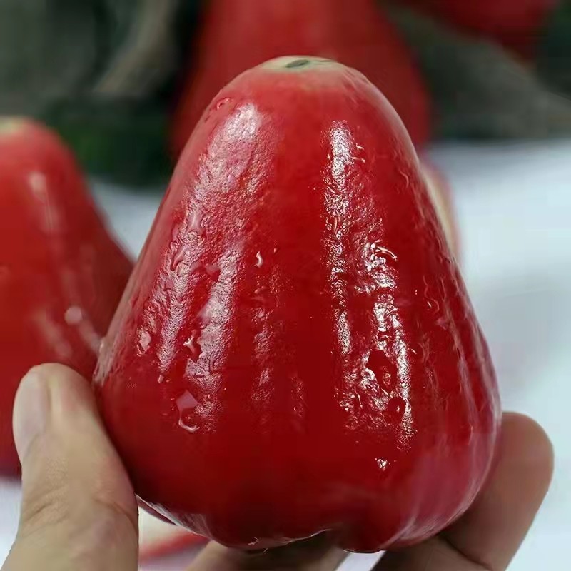 顺丰包邮海南红宝石莲雾4斤大果