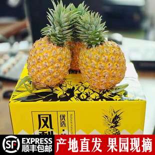 海南芒果凤梨精选礼盒纯甜菠萝台农23号新鲜水果现摘手撕顺丰包邮