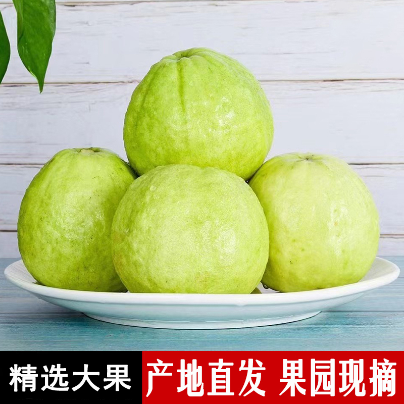 福建奶油芭乐番石榴5斤软甜大果