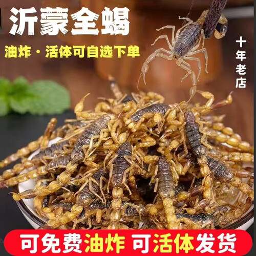 活蝎子代油炸食用蝎子新鲜活体沂蒙小吃油炸蝎子活虫十足全蝎包邮