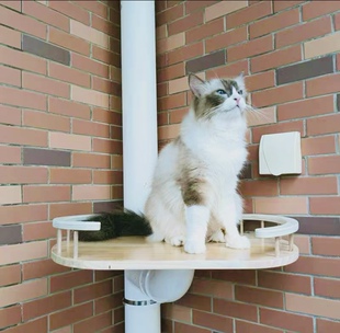 排水管猫爬架下水管管PVC管配件猫柱猫输猫跳台太空舱diy燃气管道