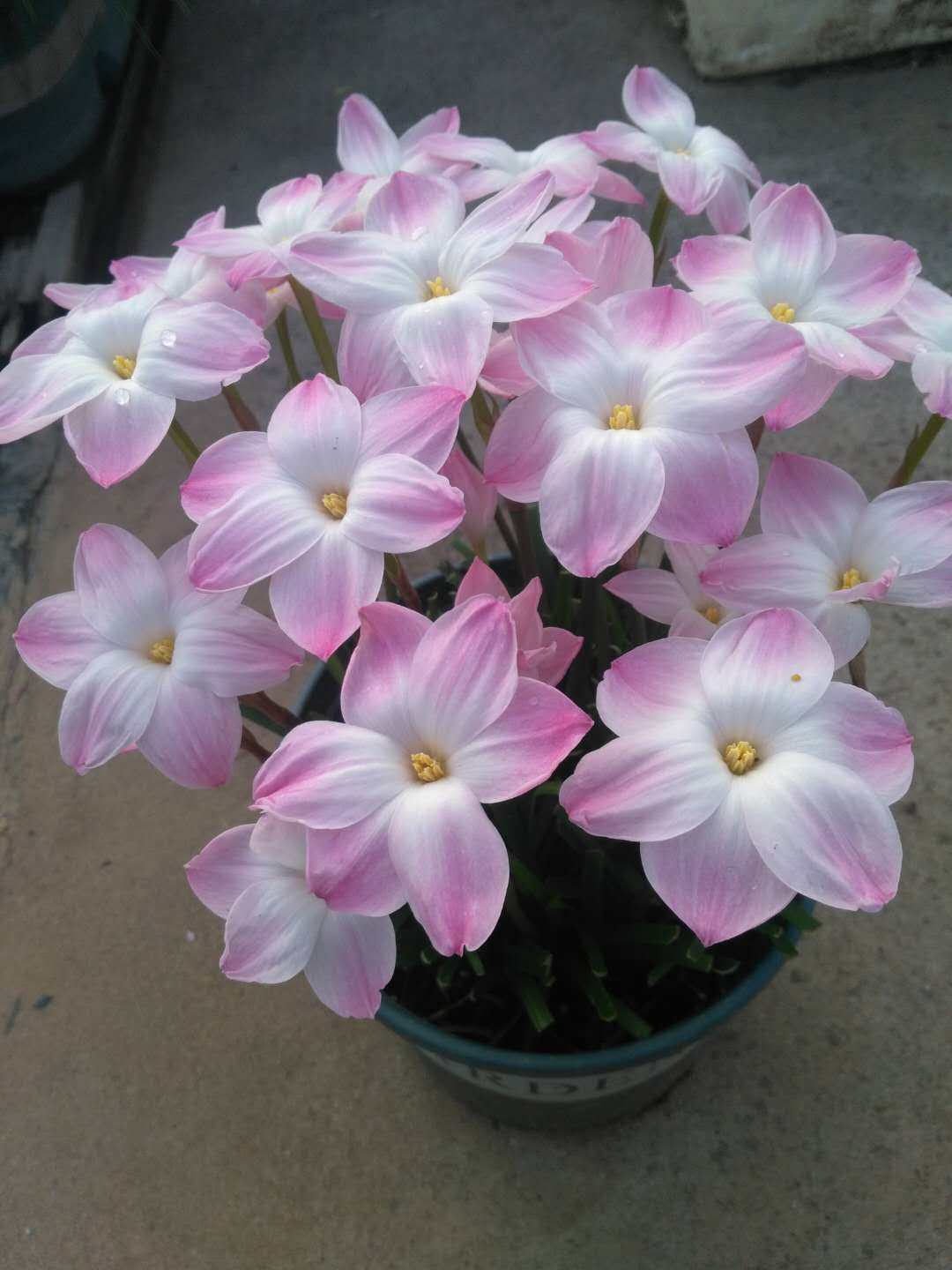 风雨兰种球胖丽丽开花球大球韭兰球根盆栽花卉 lily pies开花球