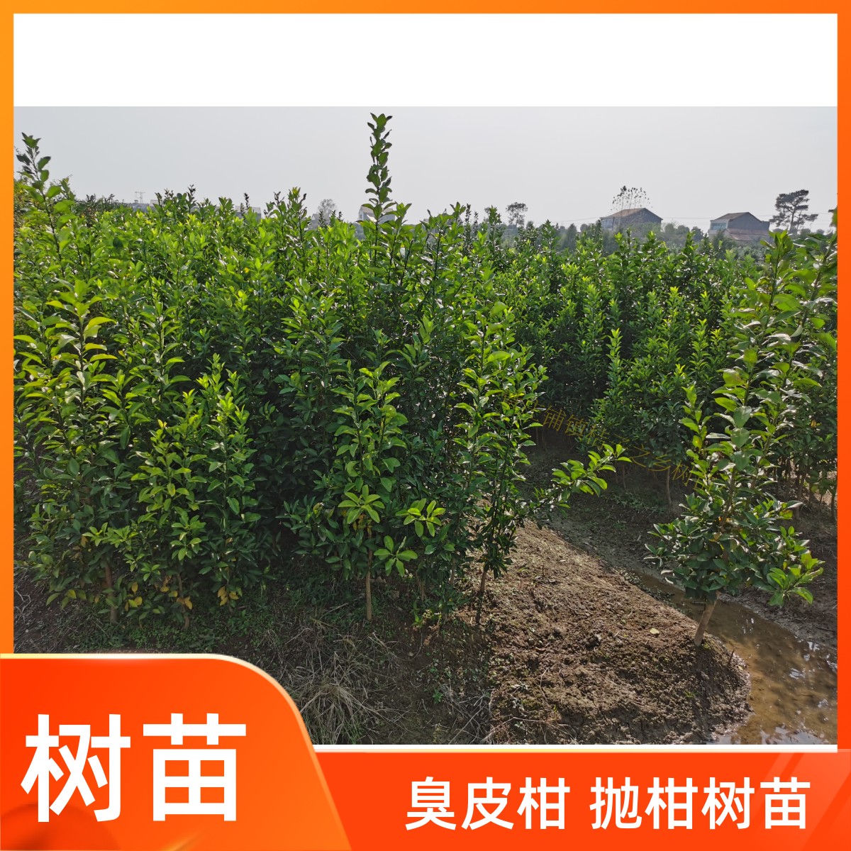 湖北湖南臭皮柑酸抛柑树苗