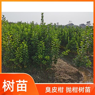 湖北湖南臭皮柑抛柑树苗酸抛柑苦柑子树苗