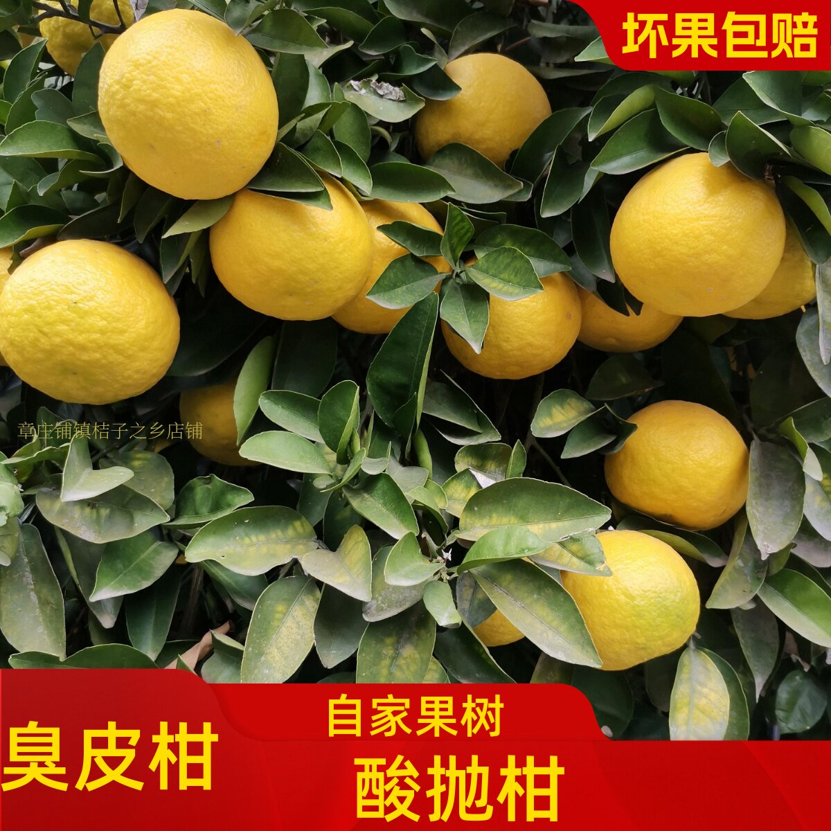湖北湖南酸抛柑臭皮柑抛柑孕妇水果苦药酸泡柑酸柑子