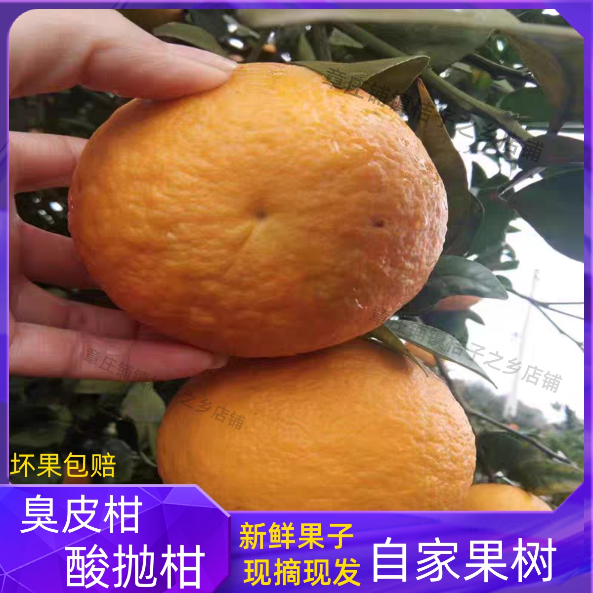 湖北湖南抛柑臭皮柑孕妇水果酸