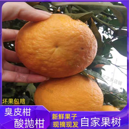 湖北湖南抛柑臭皮柑孕妇水果酸