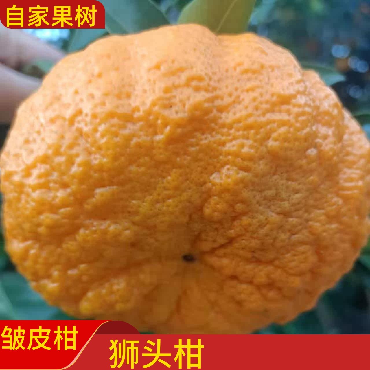 新鲜皱皮柑孕妇水果狮头柑药柑臭皮柑丑柑下火果子现摘现发,水产肉类/新鲜蔬果/熟食,桔子,淘宝优惠券,粉丝福利购,淘宝优惠卷