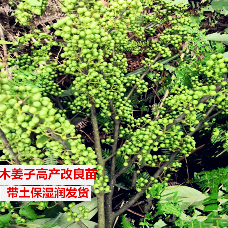 湖南山苍子山胡椒木姜子树苗辣姜子香料苗南方花果树盆栽地