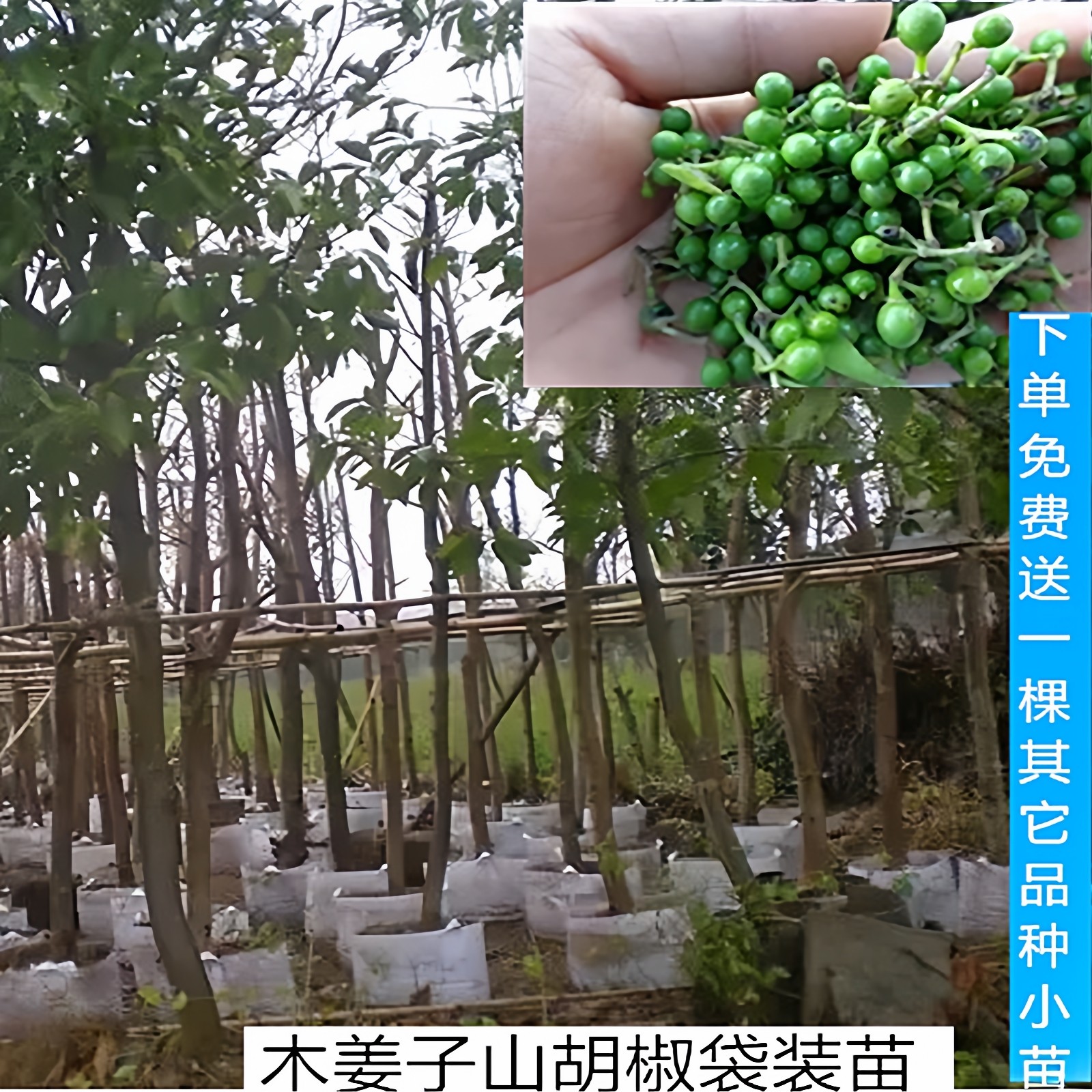 湖南木姜子山苍子树苗贵州山胡椒木香子香料调料泥球苗改良高产苗
