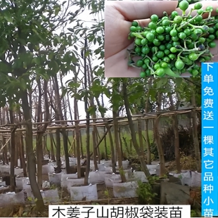 湖南木姜子山苍子树苗贵州山胡椒木香子香料调料泥球苗改良高产苗