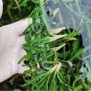 野生苦菜种子苏北苦菜野菜米脂鲜菜凉拌菜下酒苦苣山苦苦菜养生菜