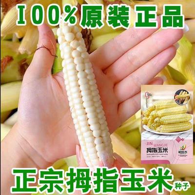 西双版纳香糯拇指小玉米