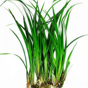 新鲜石菖蒲 中药材香菖蒲 龙根昌蒲 附石生菖蒲可水养 可土培盆栽