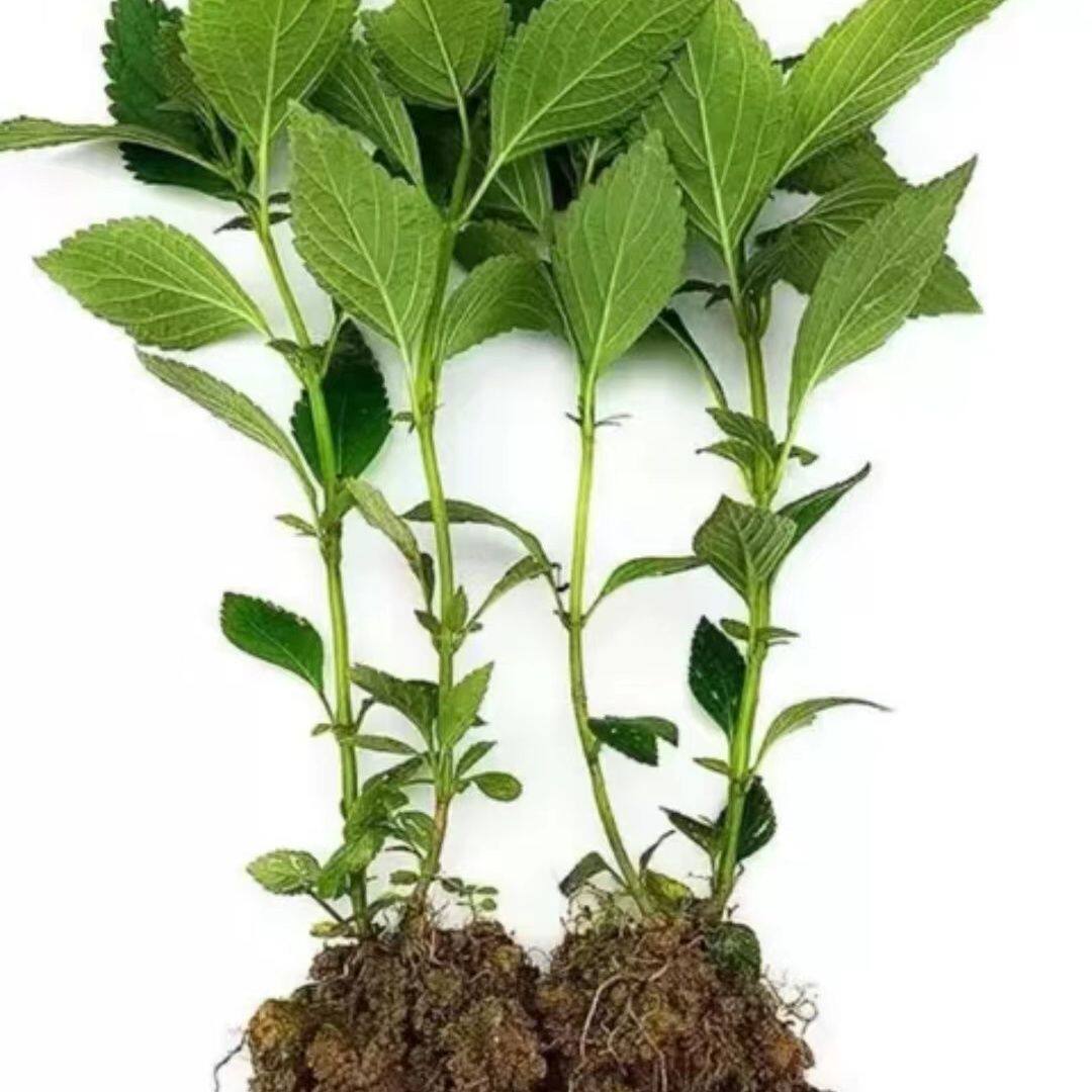 溪黄草苗 凉茶苗 熊胆草 溪沟草 土黄连当季现摘现发可种植