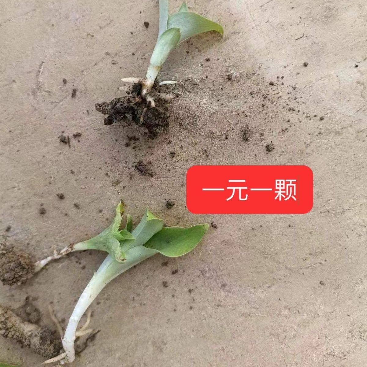 新鲜双肾草种苗带芽  双肾参名贵中草药材草本植物玉凤双肾子