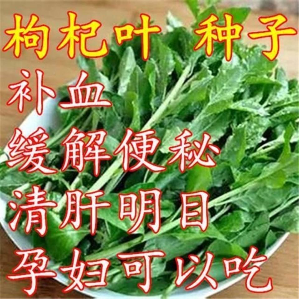 枸杞叶菜种子四季播农家