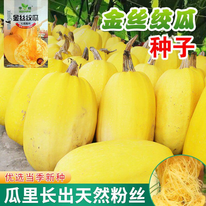 金丝搅瓜种子种籽苗丝瓜粉丝绞瓜黄金瓜西葫芦南瓜蔬菜秧苗孑茭瓜