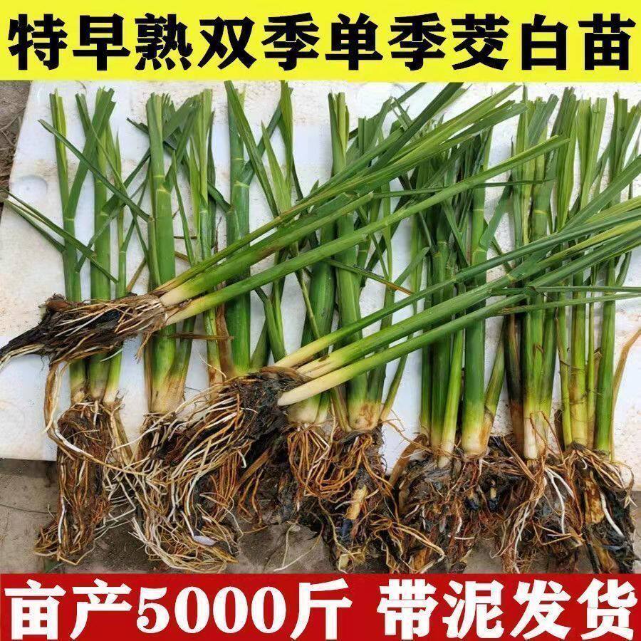 高产特早熟四季茭白苗种双季茭瓜种苗高瓜高笋苗龙虾蟹水生蔬菜苗