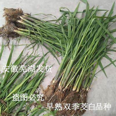 老根双季茭白苗种四季高笋种苗交白苗老蹲苗（种苗随季节变化）