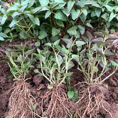 现挖半枝莲苗新鲜白花蛇