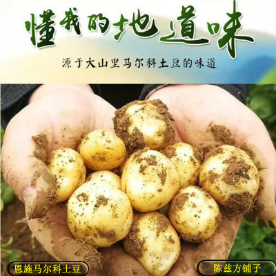 恩施新鲜土豆高山自留老品种土豆农家自种黄心马铃薯小土豆5斤装