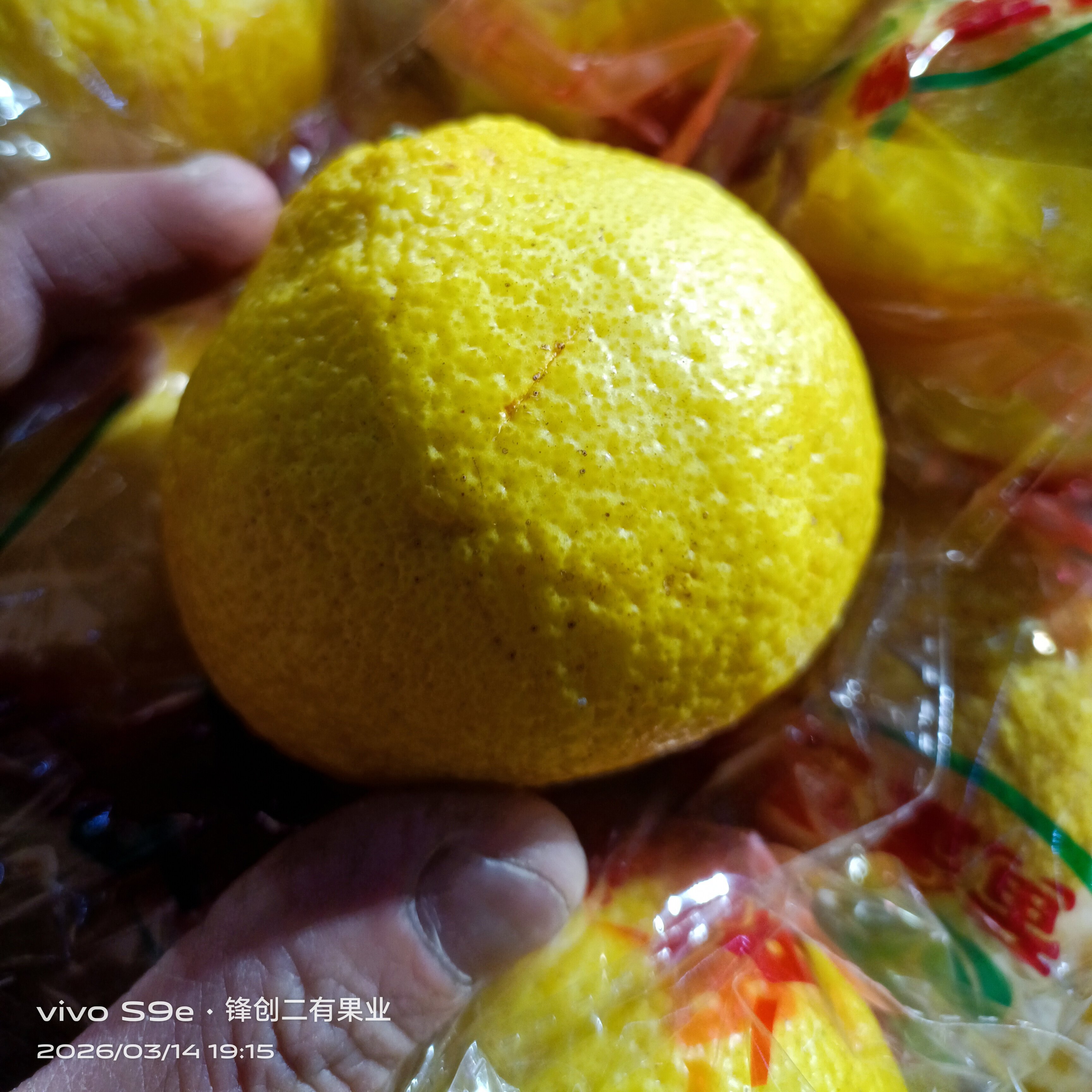 湖南特产黄金贡柚子皮薄肉厚多汁甜可口无渣新鲜应季水果独立包装
